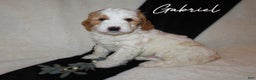 Mini Goldendoodle dogs for sale: Gabriel - Ad 1