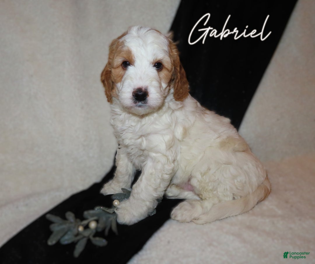 Mini Goldendoodle dogs for sale: Gabriel - Ad 1