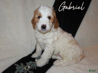 Mini Goldendoodle dogs for sale: Gabriel - Ad 1