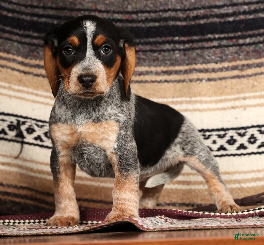 Beagle dogs for sale: Miracle - Ad 4