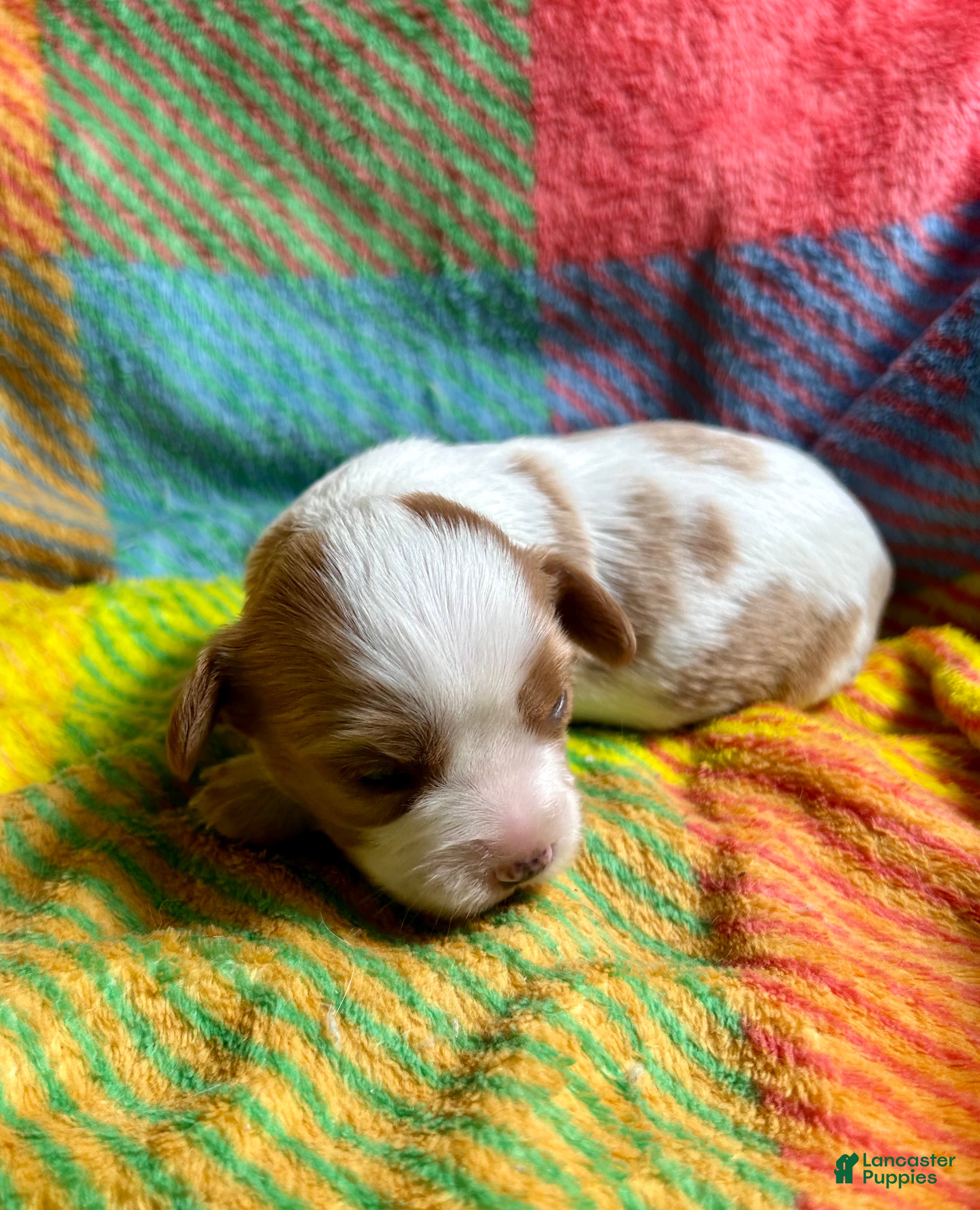 Cavapoo dogs for sale: Lucy - Ad 2