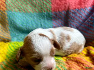 Cavapoo dogs Lucy - Ad 38