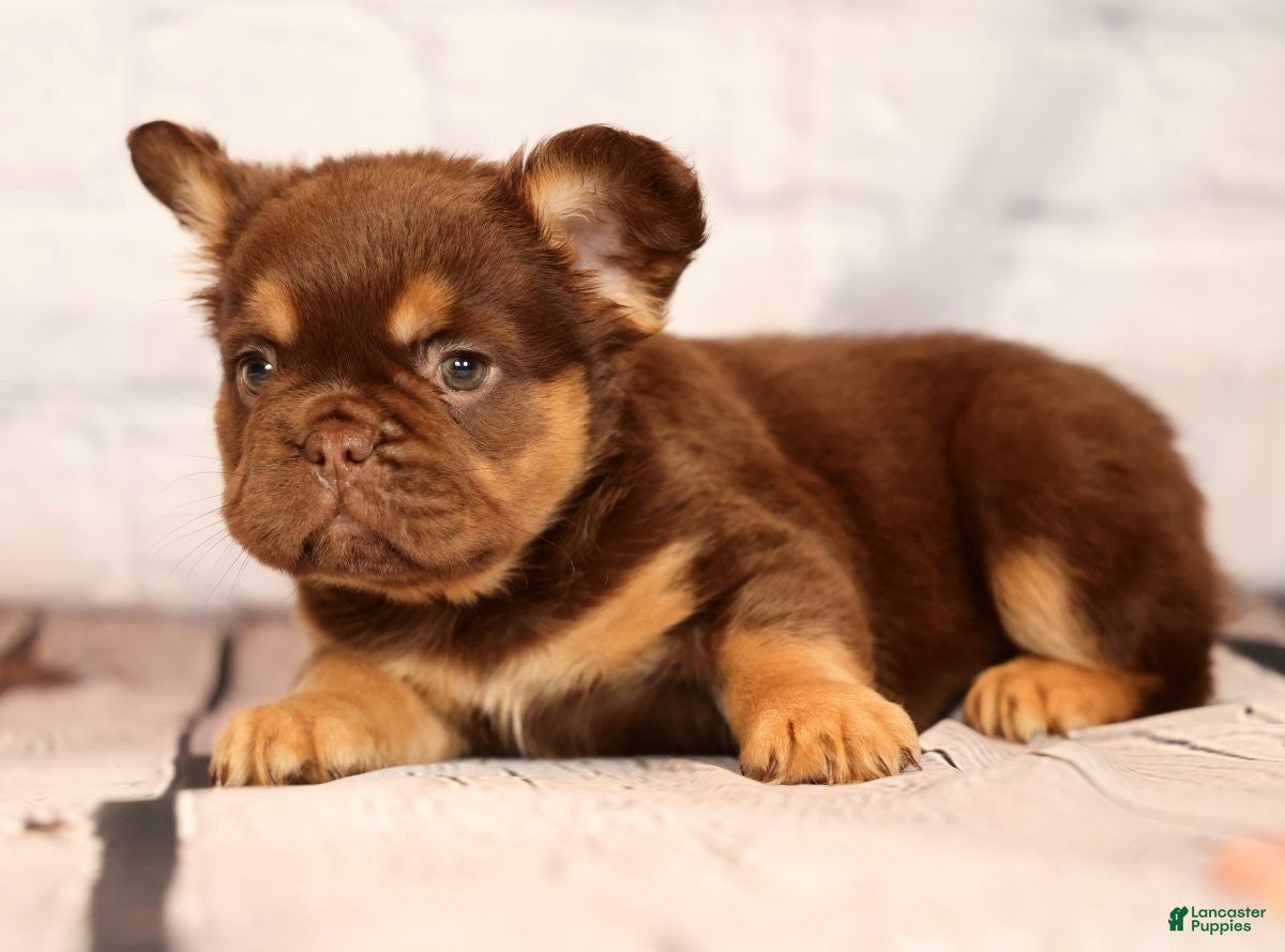 French Bulldog dogs CoCo - Ad 2