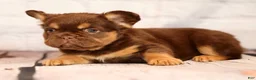French Bulldog dogs for sale: CoCo - Ad 2