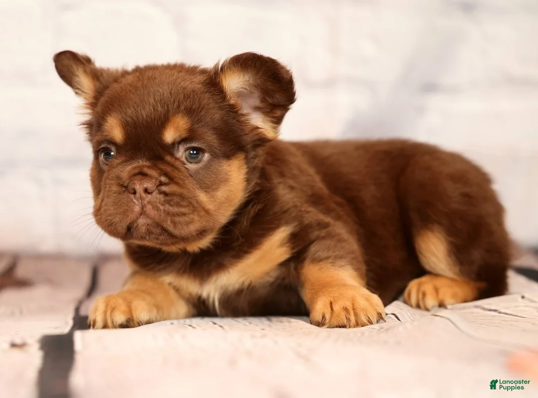 French Bulldog dogs for sale: CoCo - Ad 2