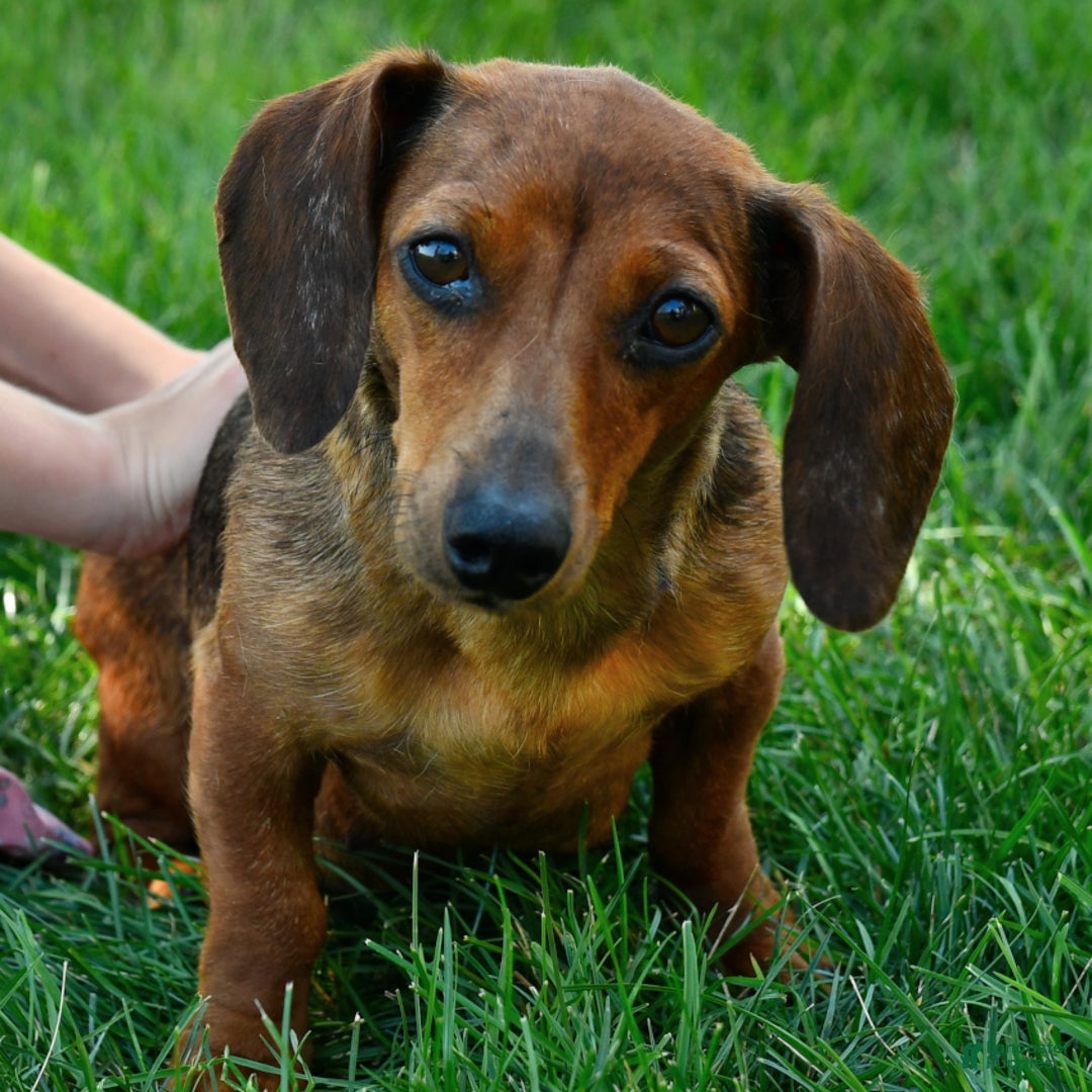 Miniature Dachshund dogs for sale: Sandy - Ad 6