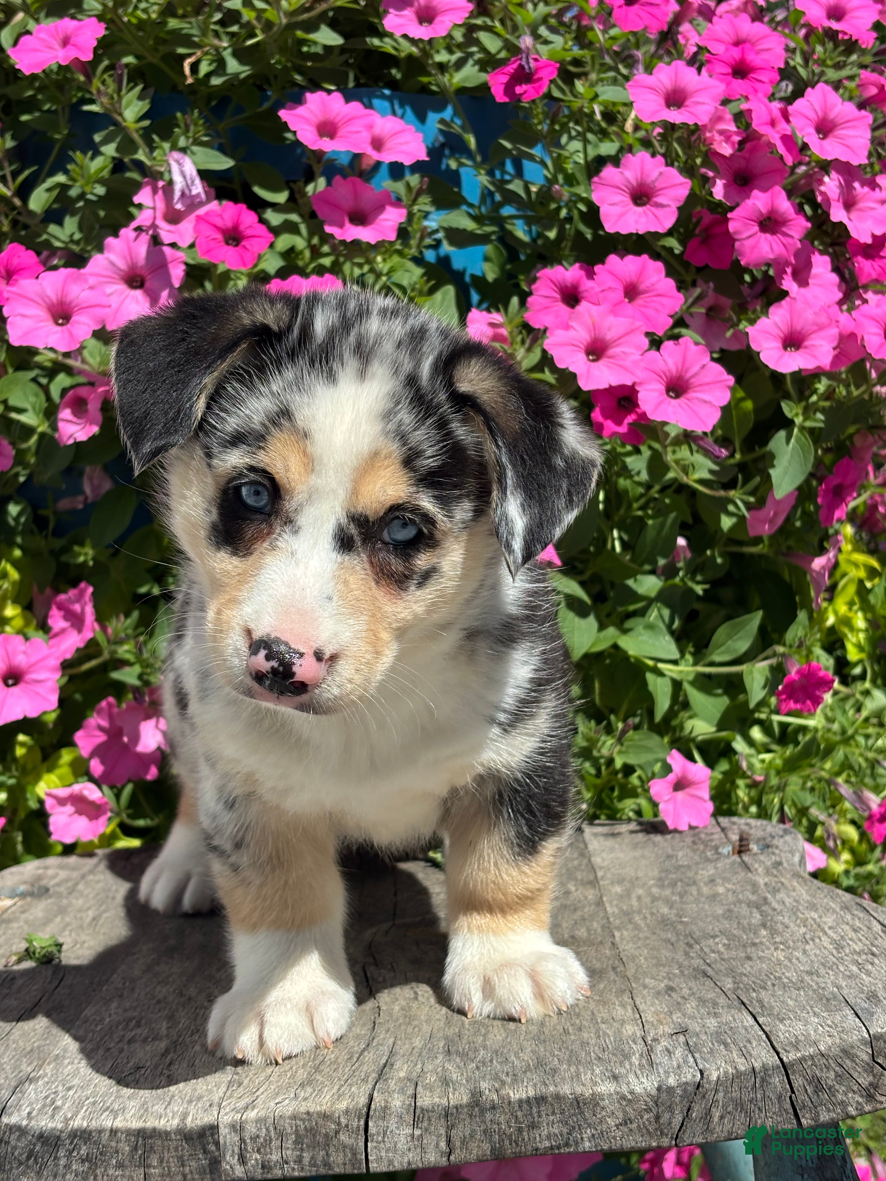 Mixed Breed dogs Ruby - Ad 1