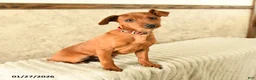 Miniature Pinscher dogs for sale: Gus - Ad 2