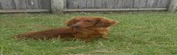 Miniature Dachshund dogs for sale: Colten - Ad 7