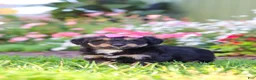 Mixed Breed dogs for sale: Maple - Ad 8