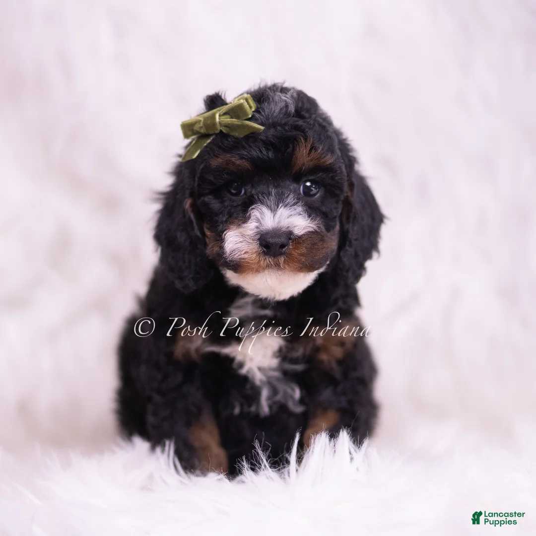 Toy Poodle dogs for sale: Peanut - Ad 2