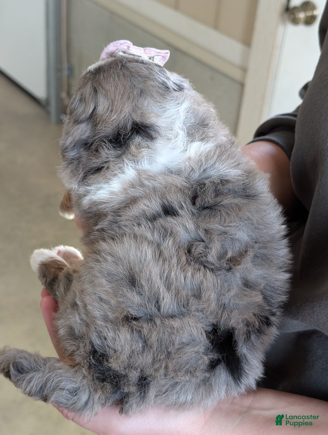 Mini Bernedoodle dogs for sale: Mini Allie  - Ad 22