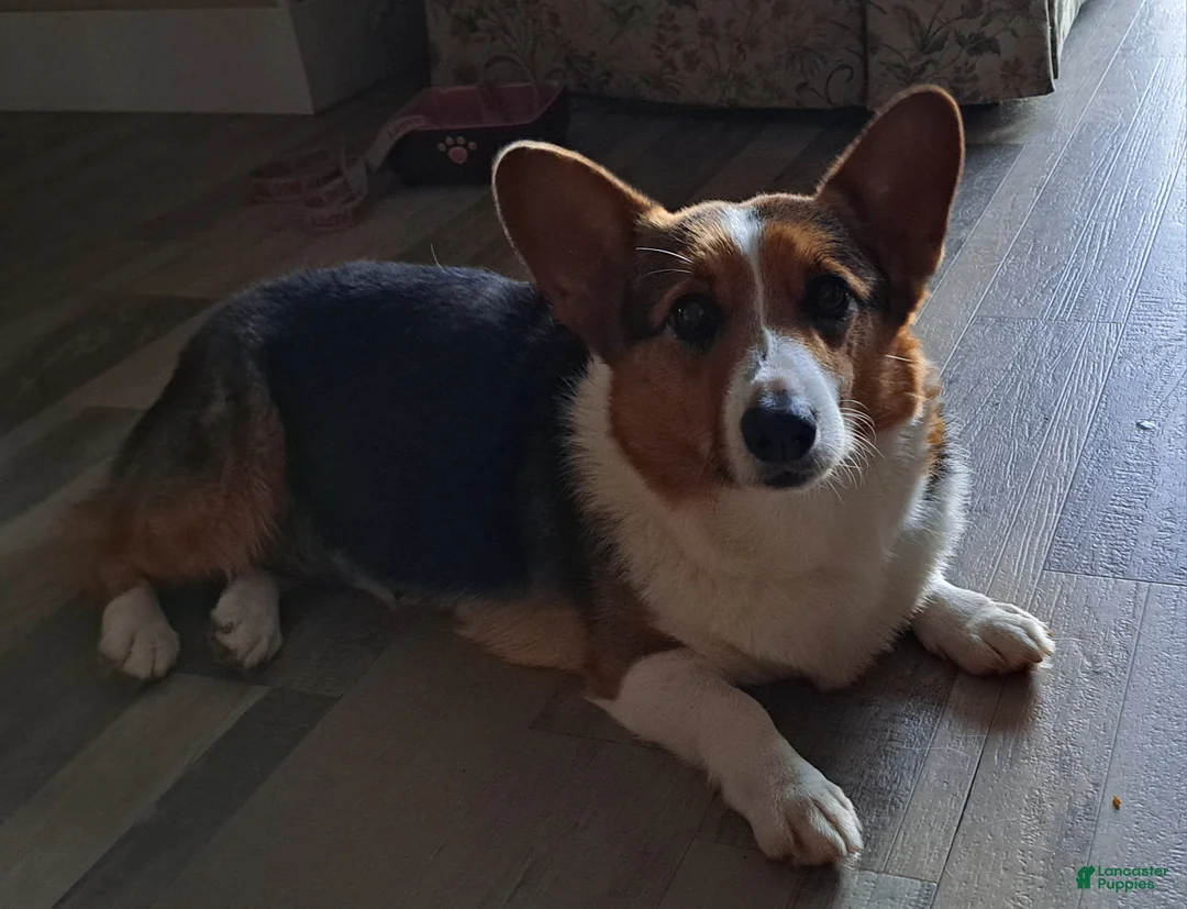 Welsh Corgi Pembroke dogs for sale: Welsh Corgi Pembroke Puppy 1 - Ad 1