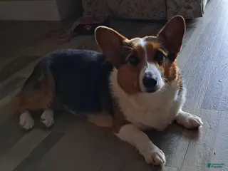 Welsh Corgi Pembroke dogs for sale: Welsh Corgi Pembroke Puppy 1 - Ad 1