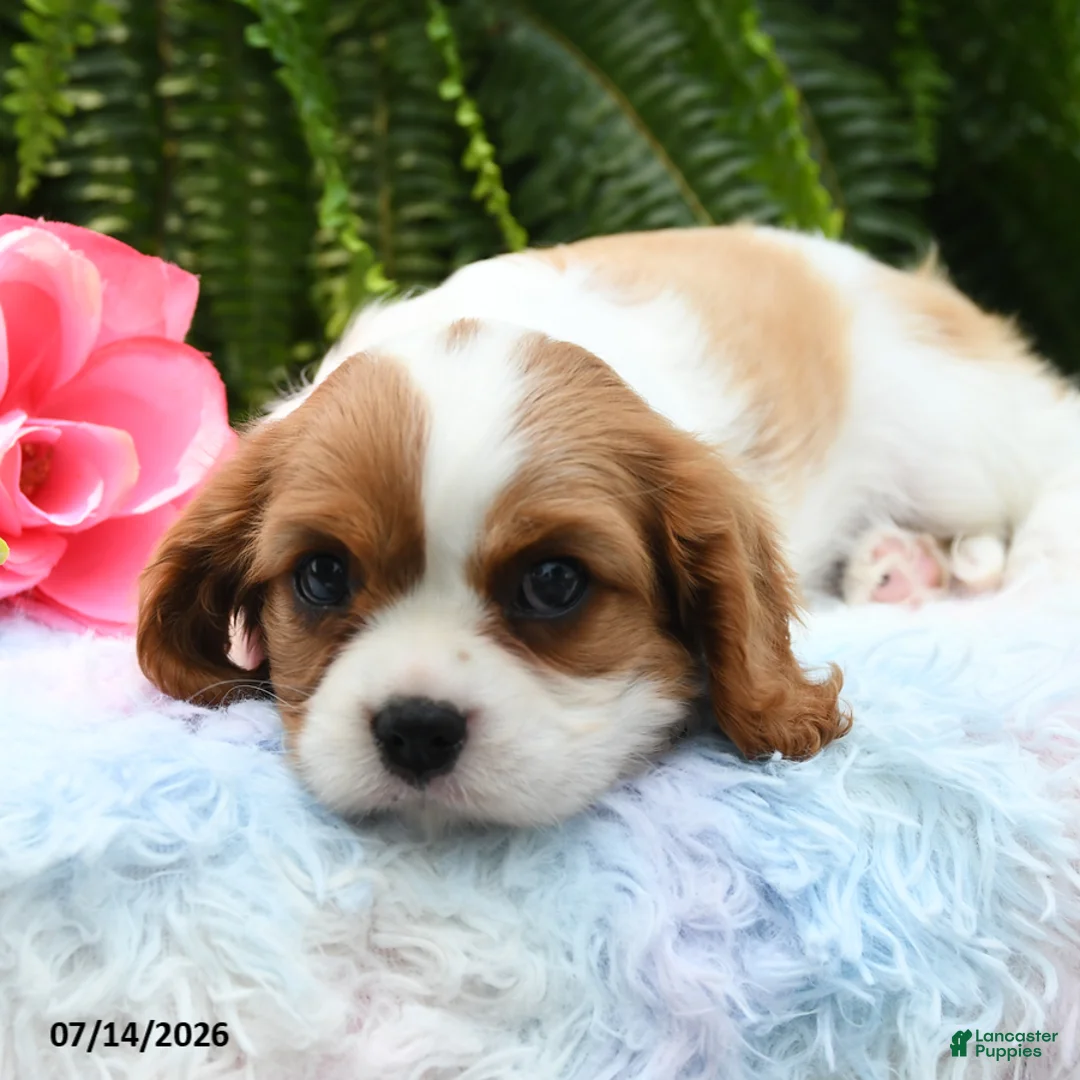 Cavalier King Charles Spaniel dogs for sale: Jenna - Ad 2