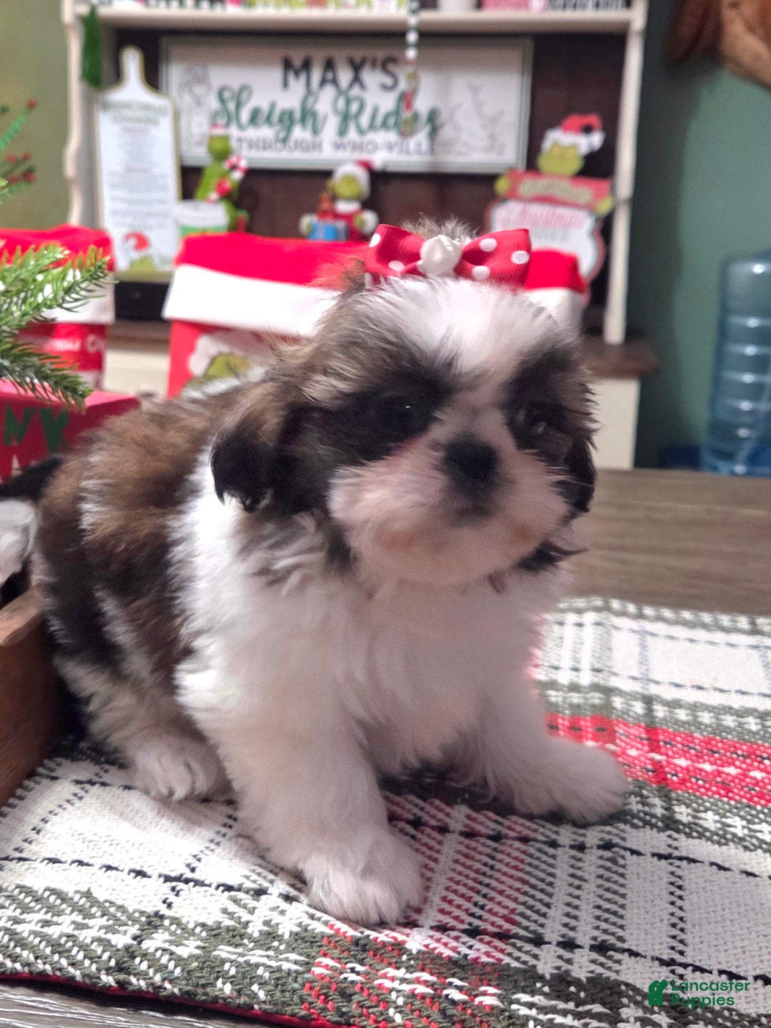 Shih Tzu dogs for sale: CINDY LOU - Ad 1