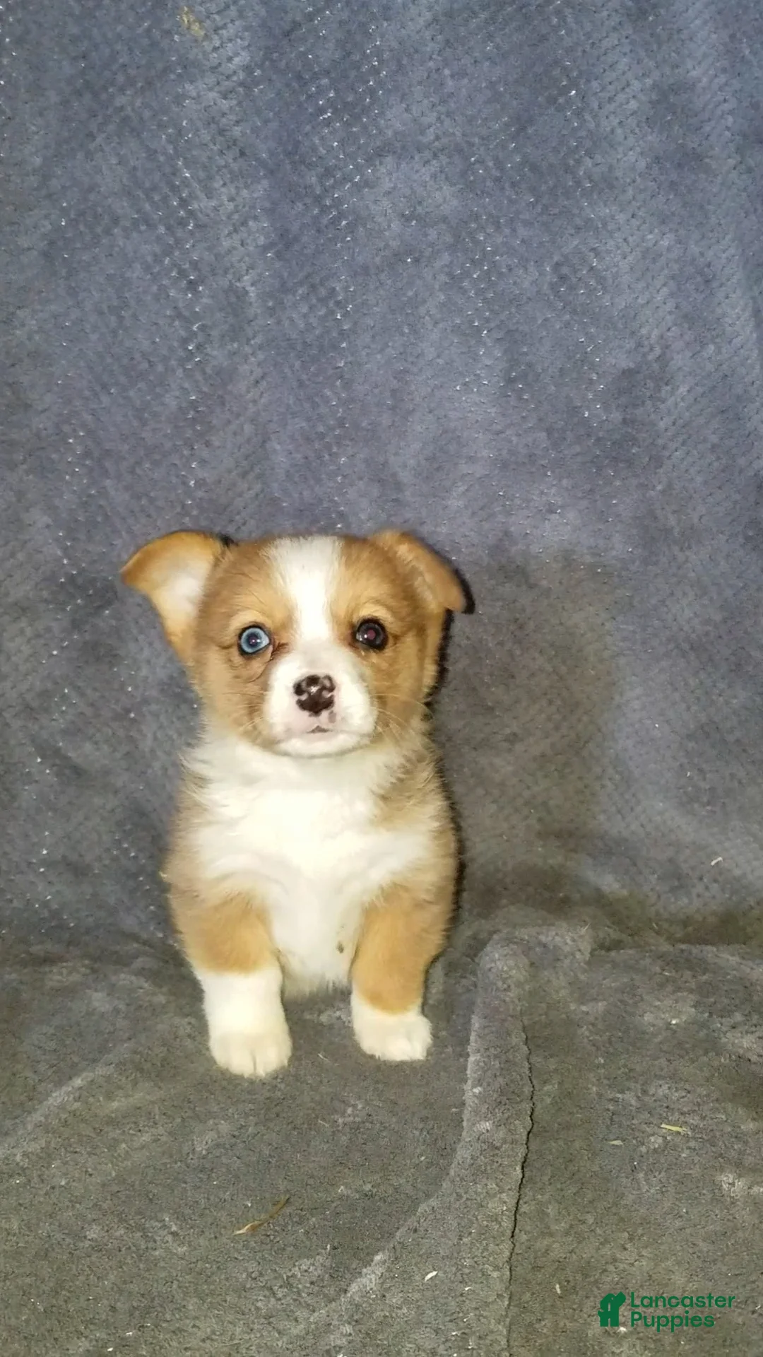Mixed Breed dogs for sale: Addie - Ad 10