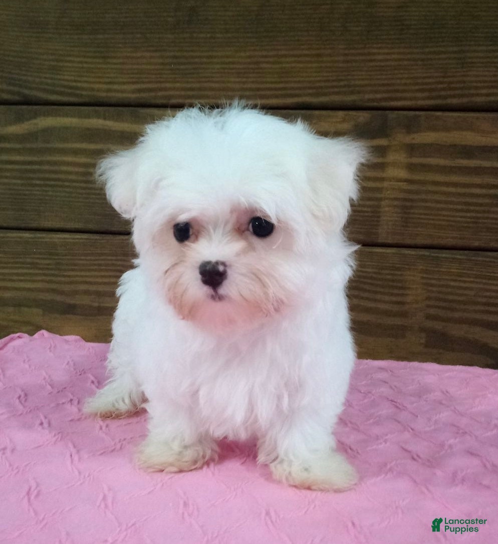 Maltese dogs Lily - Ad 1