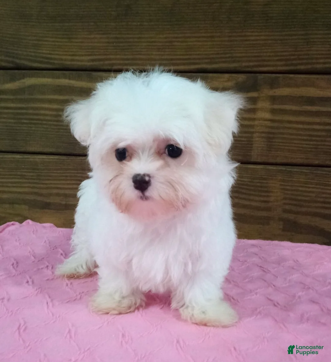 Maltese dogs for sale: Lily - Ad 1