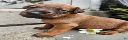 Irish Terrier dogs for sale: Rex - Ad 4