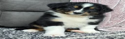 Australian Shepherd dogs for sale: Tanner - Ad 1