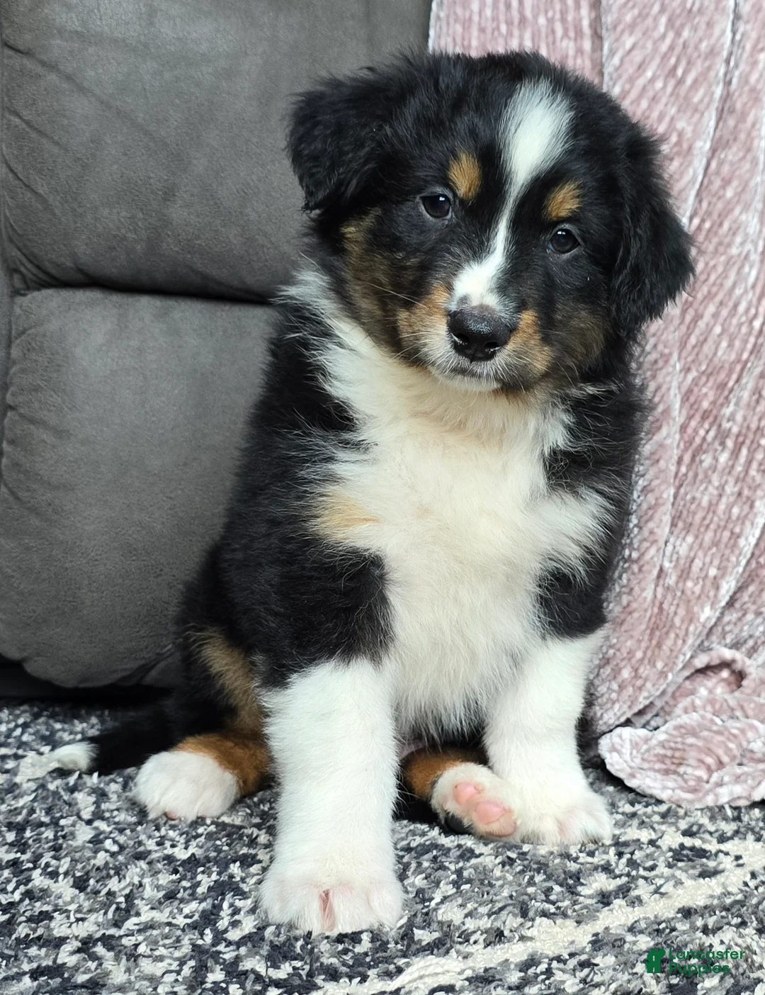 Australian Shepherd dogs for sale: Tanner - Ad 1