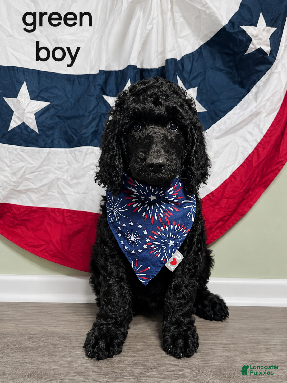 Standard Poodle dogs Standard Poodle 1 Green Boy - Ad 1