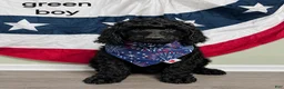 Standard Poodle dogs for sale: Standard Poodle 1 Green Boy - Ad 1