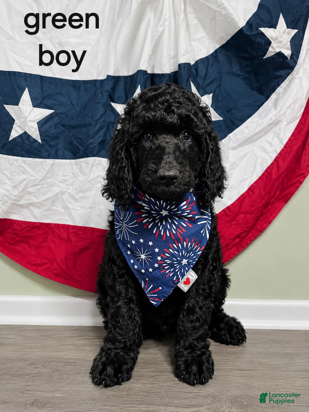 Standard Poodle dogs for sale: Standard Poodle 1 Green Boy - Ad 1