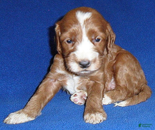 Cockapoo dogs Frankie - Ad 1