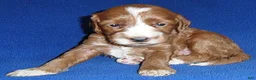 Cockapoo dogs for sale: Frankie - Ad 1