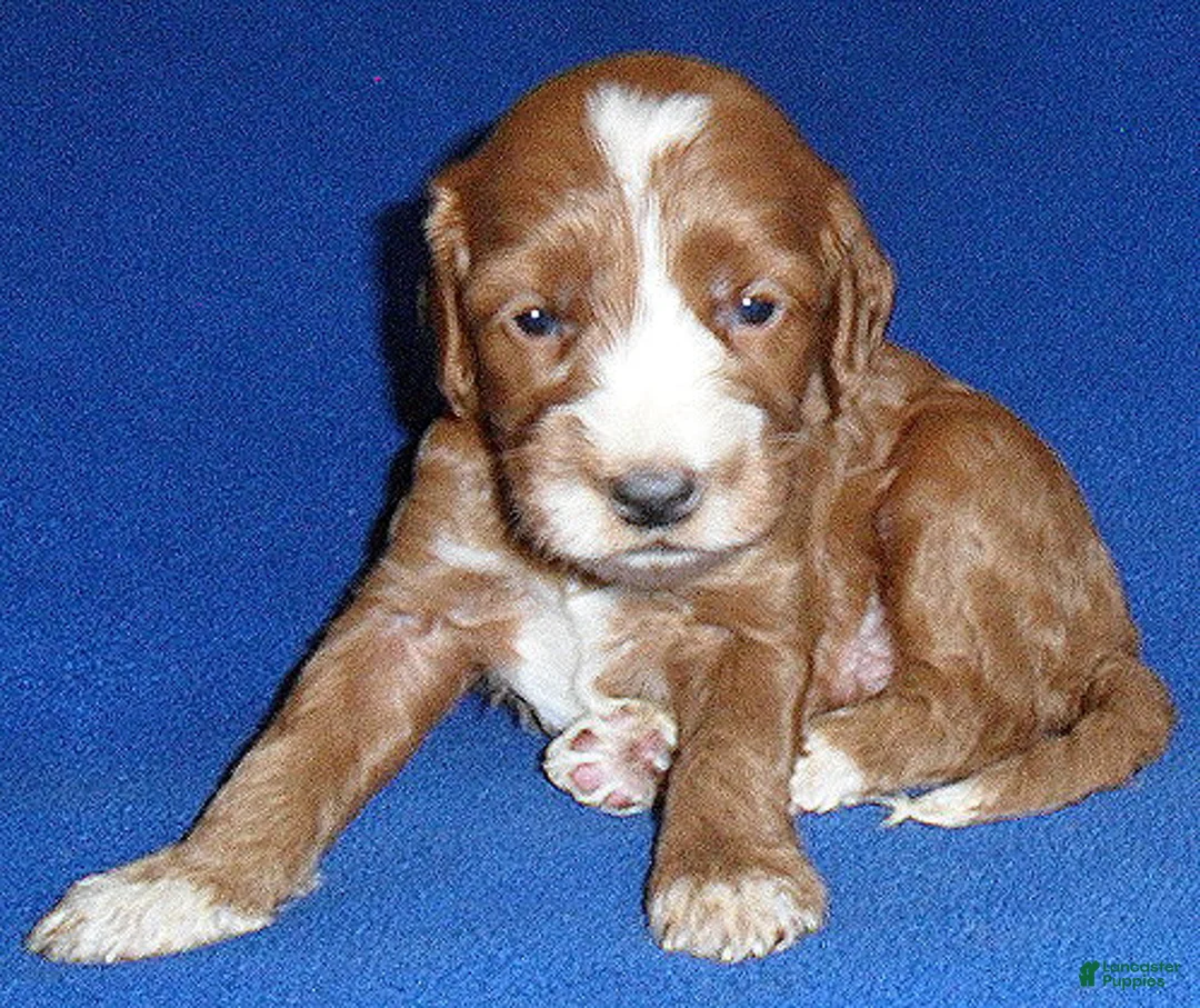 Cockapoo dogs for sale: Frankie - Ad 1