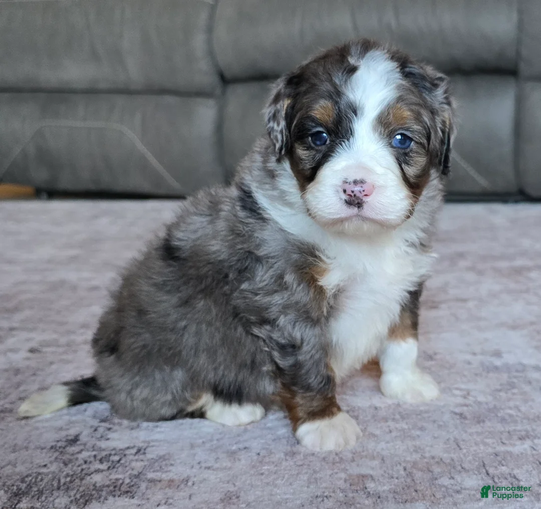Mini Bernedoodle dogs for sale: Mini Scout - Ad 2