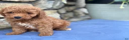 Miniature Poodle dogs for sale: Max - Ad 13
