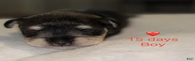 Miniature Schnauzer 2