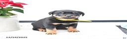 Rottweiler dogs for sale: Topaz - Ad 2