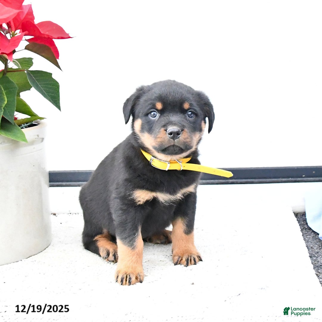 Rottweiler dogs for sale: Topaz - Ad 2