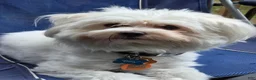 Mixed Breed dogs for sale: Oreo - Ad 7