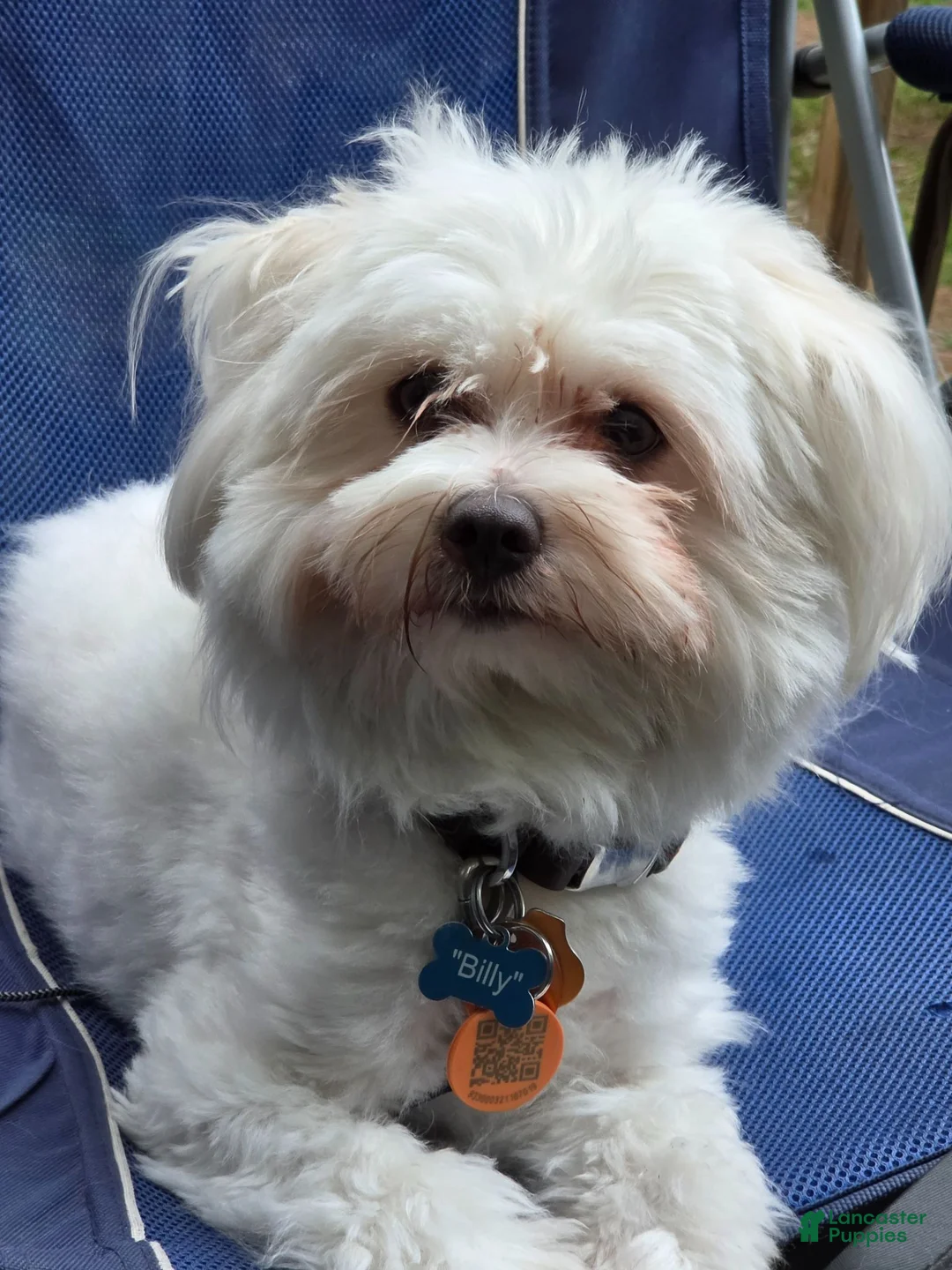 Mixed Breed dogs for sale: Oreo - Ad 7