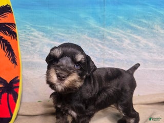 Miniature Schnauzer dogs - Ad 5