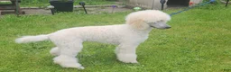 Standard Poodle dogs for sale: Standard Poodle 3 - Ad 5