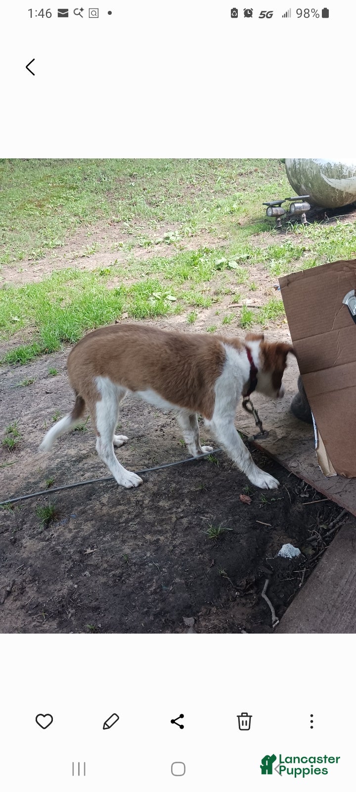 Mixed Breed dogs Tedi - Ad 1
