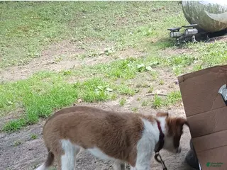 Offset Border Border Collie mix Puppies for sale | Lancaster Puppies