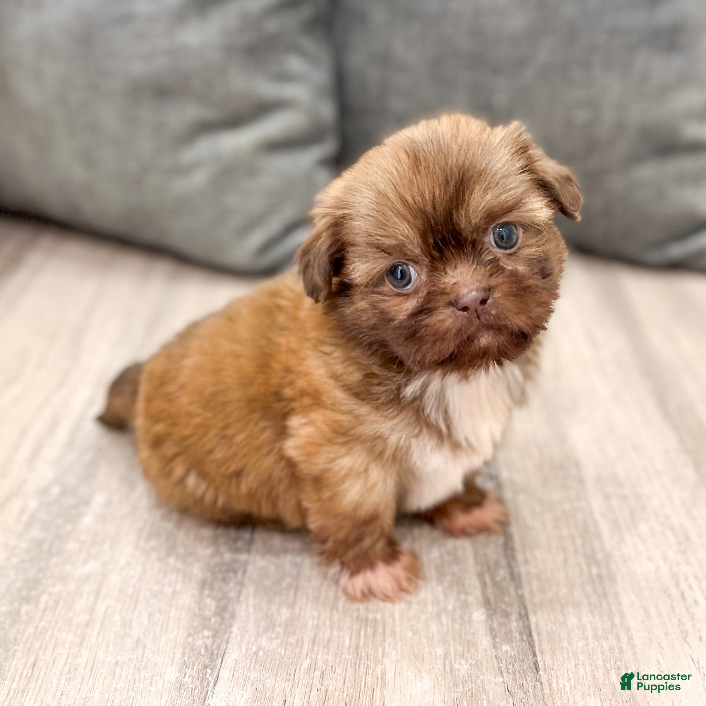 Shih Tzu dogs Frankie - Ad 1