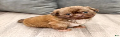 Frankie