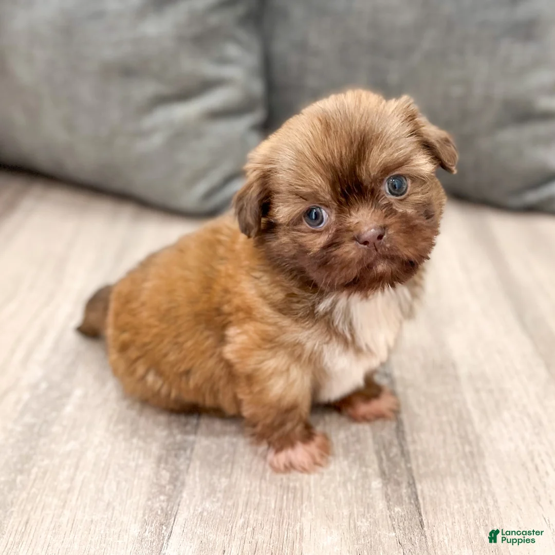 Shih Tzu dogs for sale: Frankie - Ad 1