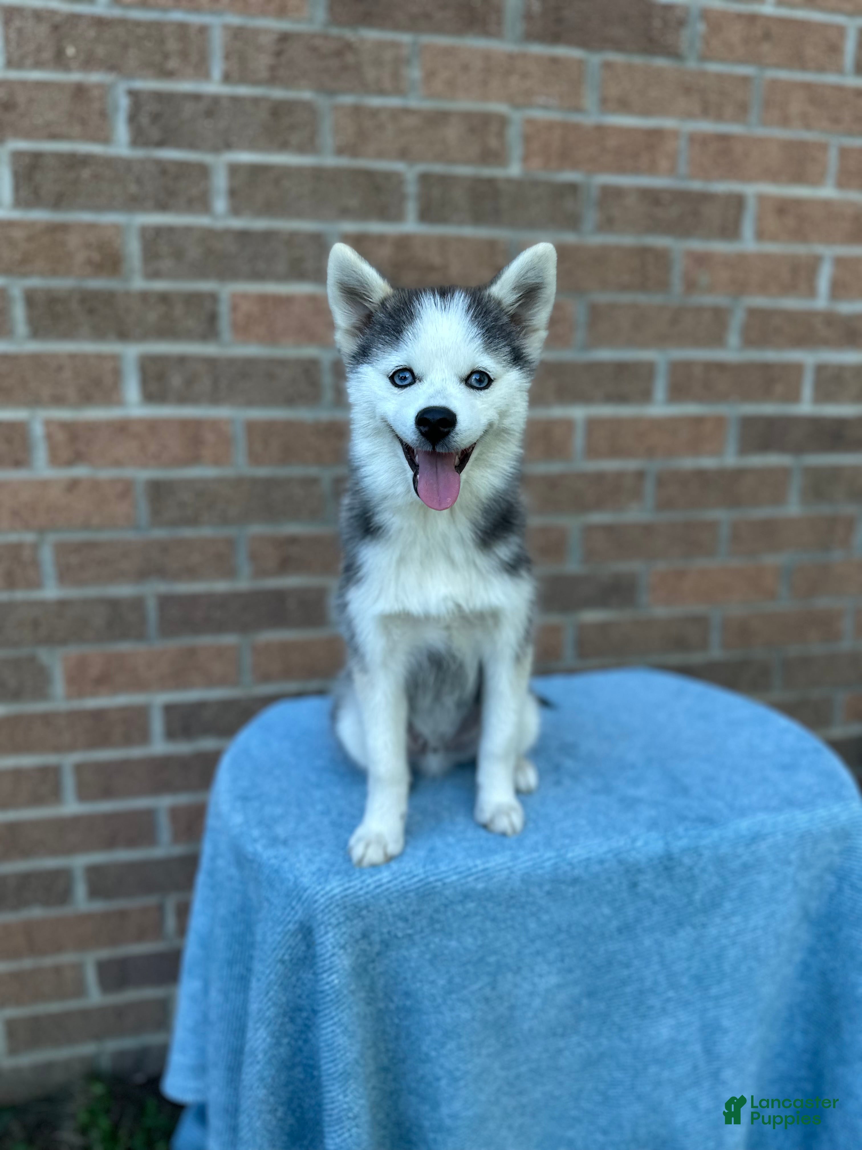 Pomsky dogs Scout - Ad 1