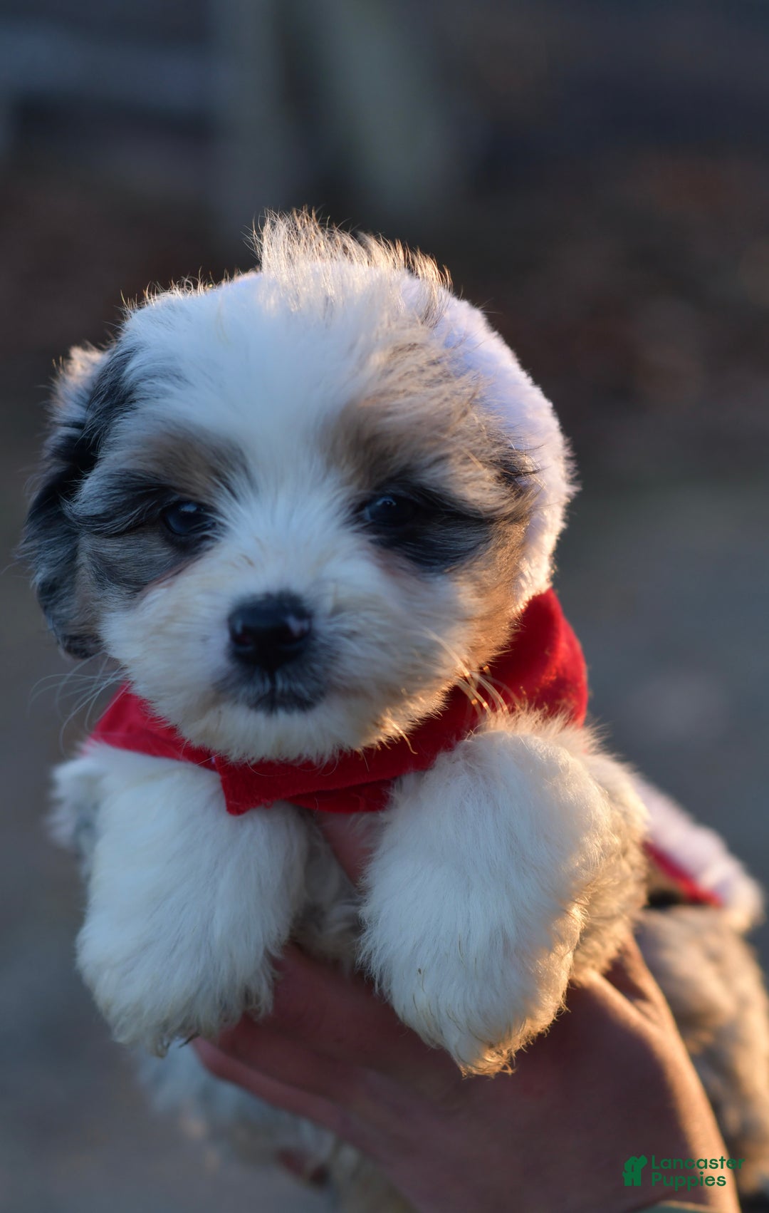 Mini Aussiedoodle dogs for sale: Cash - Ad 36