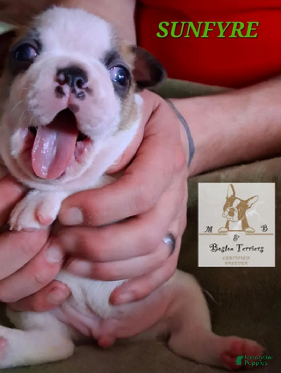 Boston Terrier dogs for sale: Sunfyre - Ad 2