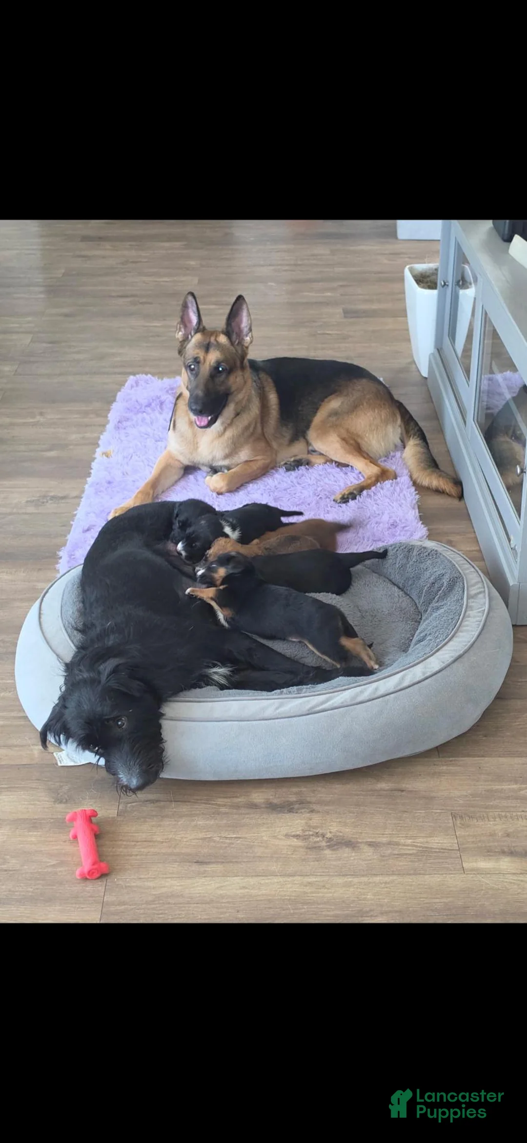 Sheprador dogs for sale: Oreo - Ad 5